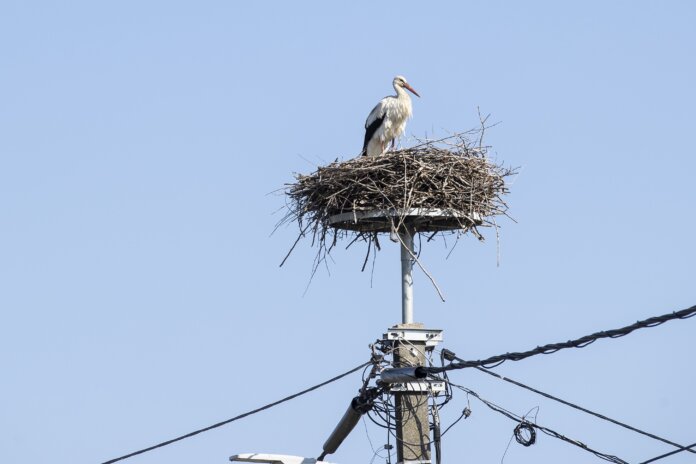 Közös siker a Nemzeti Park és az E.ON által éptett fészekben idén is költ Tatán a gólya