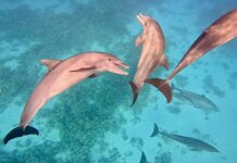 EGYIPTOM TURIZMUSA LEHET AZ IRÁNI KONFLIKTUS NYERTESE